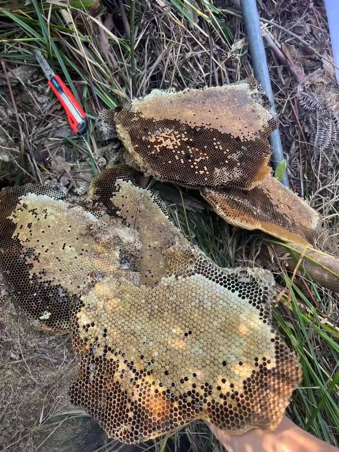 纯正野蜂蜜可加微信咨询购买野生蜂蜜能够起到舒缓神经作用,比较适合