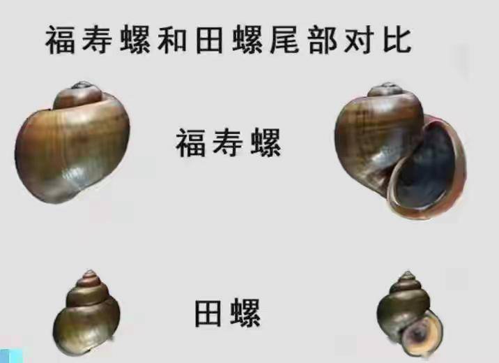 网红餐厅福寿螺做菜引争议，网友一片哗然，谁能分清田螺和福寿螺-福寿螺案例