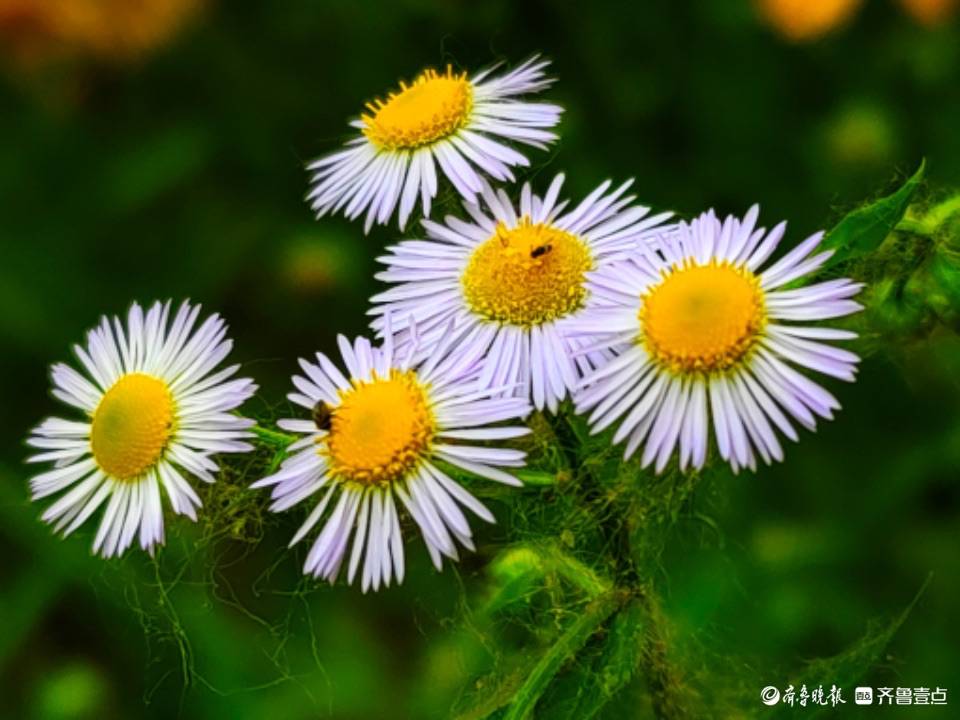 一年蓬花小动人,清新亮丽_文化广场_马头镇_绿化带