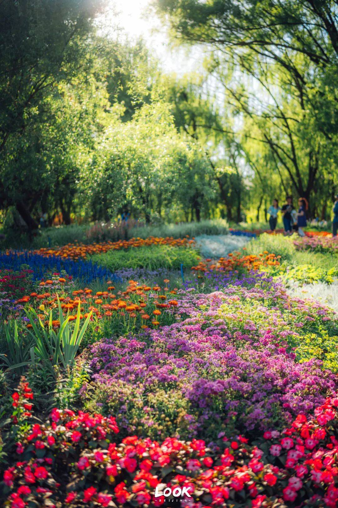 北京看花的公园图片