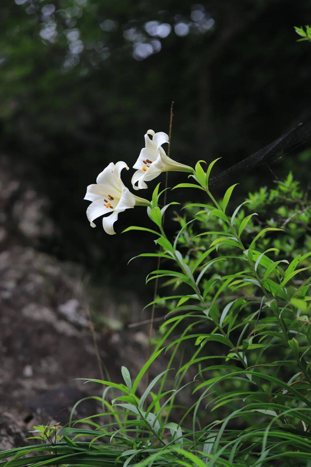 重访绝壁仙子野百合