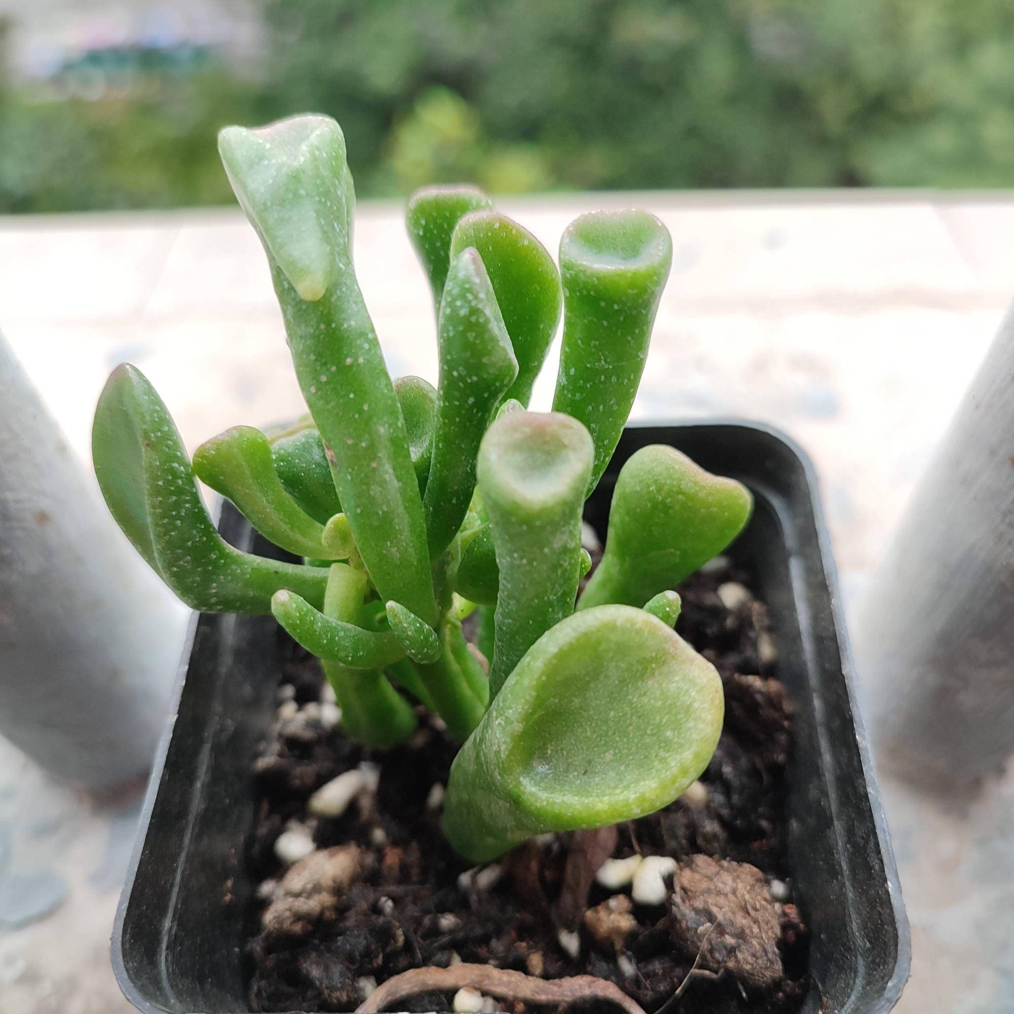 吸财树怎么养?简单3步,枝叶繁茂,颜色漂亮,变成茁壮的老桩