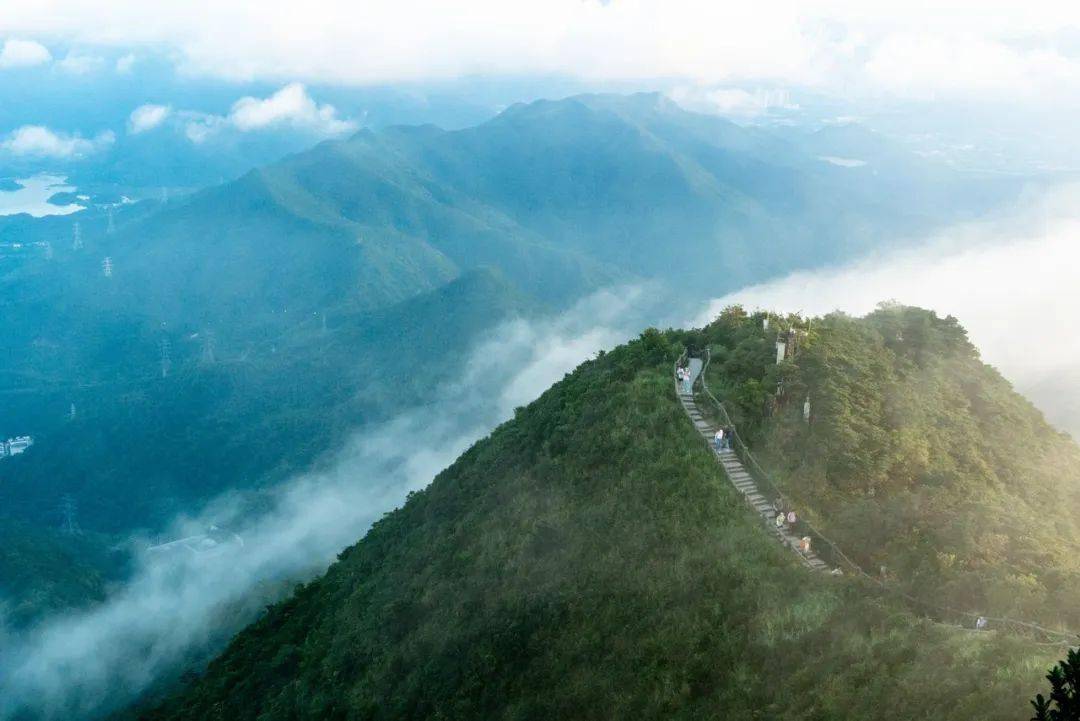 仙湖植物园就位于梧桐山上.共保存植物8000多种!