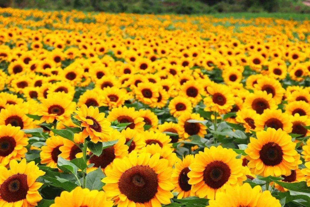 普者黑这片向日葵花海入园免费!速来打卡!