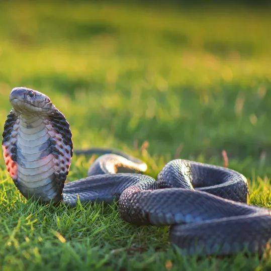 一蟒蛇惊现深圳绿化带_公园_眼镜蛇_蝮蛇