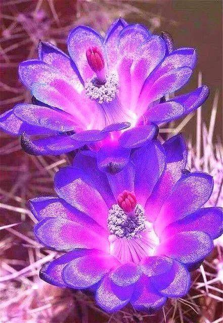 稀世奇花 !朵朵都是珍品,堪称一绝!