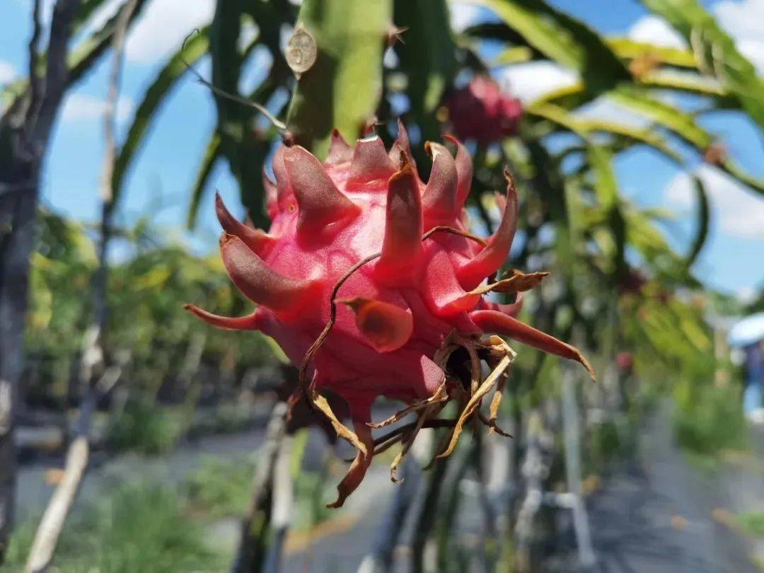 西江_榕树_江风