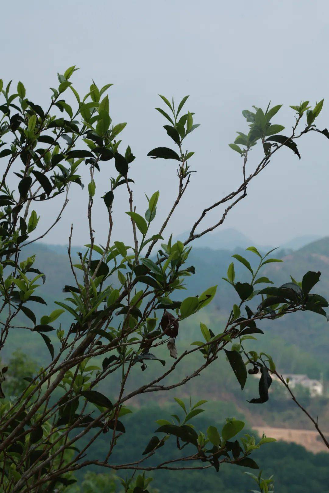 藤条茶好在哪里？| 书剑说普洱_茶树_枝条_临沧