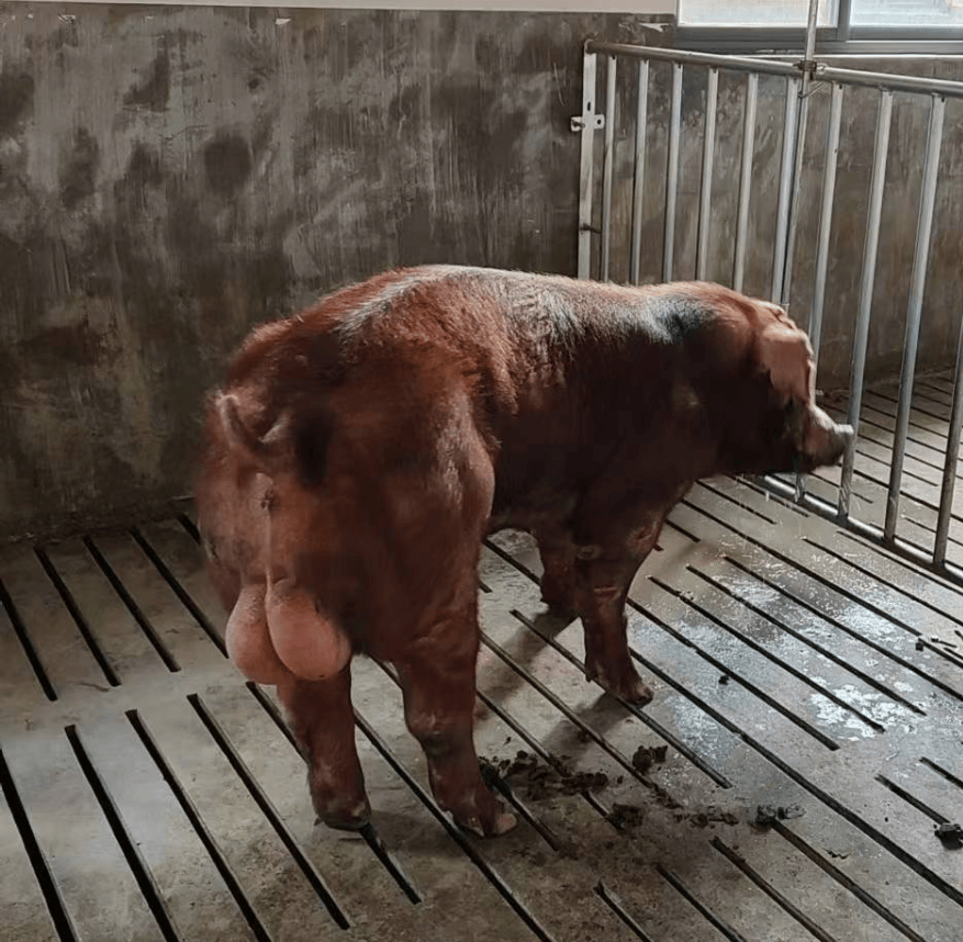 特等奖:一头公猪!一等奖:一头母猪!