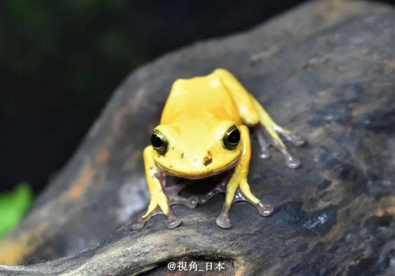 和歌山县发现金色树蛙专家称应该很努力才活到今天& 攻壳机动队新动画_