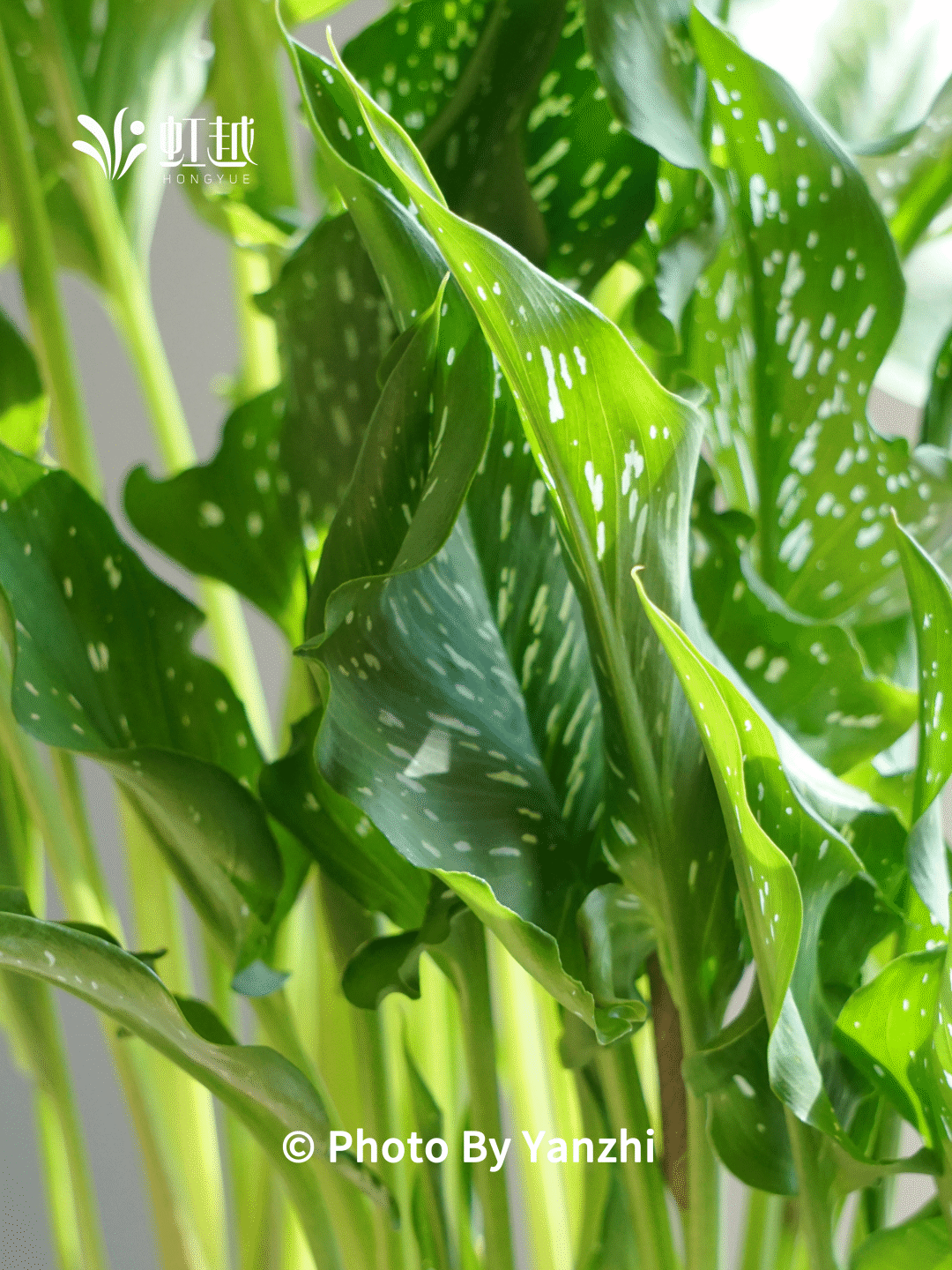 彩马优点·颜色丰富彩色马蹄莲的球根不如郁金香,风信子等类的球形或