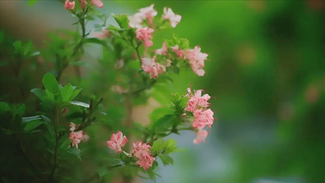 微信一天最多能转账多少钱_微信转账一天可以转几万块钱_微信一天可以转