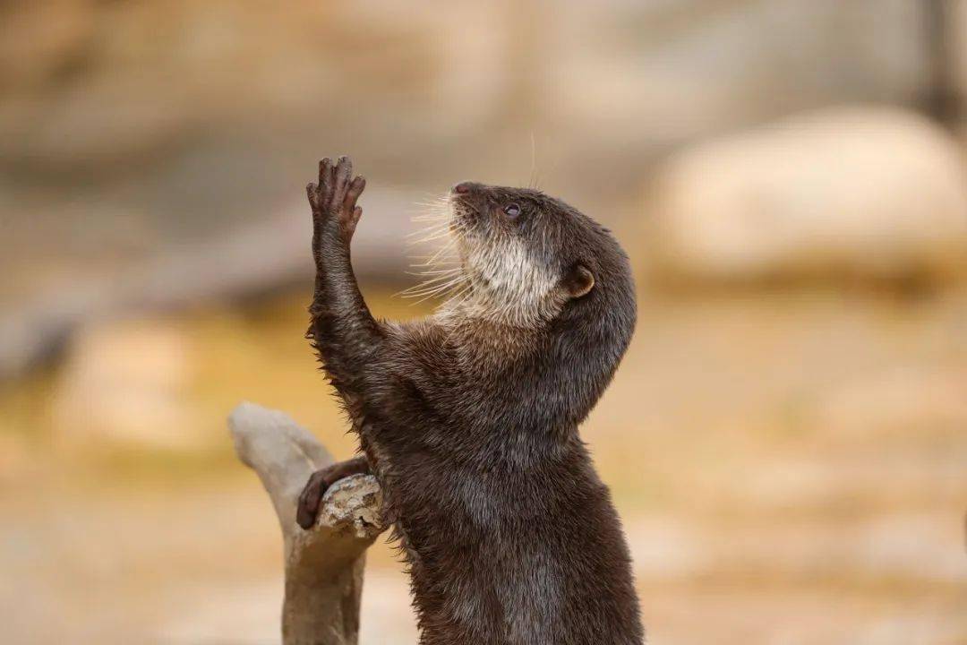 近年来,随着"表情包"在网络上流行,各式各样的水獭表情包也出现在大众