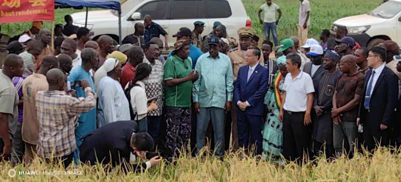   帮助非洲发展农业的马里农民种植的水稻提高了产量。