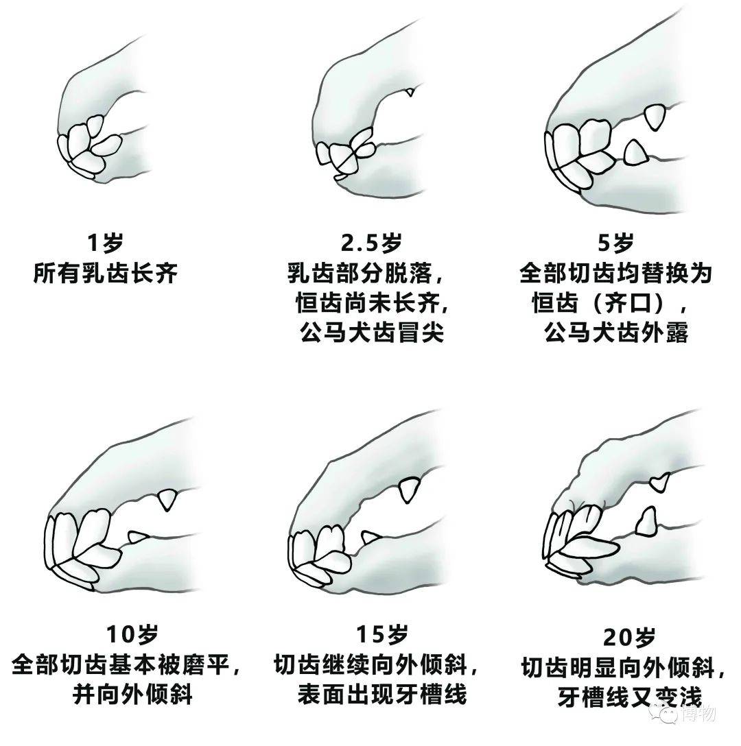 最早兽医牙科竟然始于3000年前