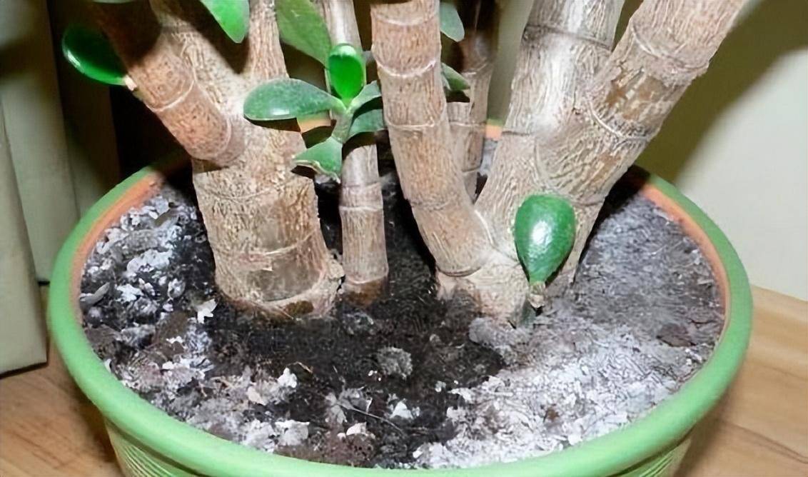 给花浇水,有3个"小技巧",不会浇错,越浇越旺,花常开叶常绿_盆栽_植物