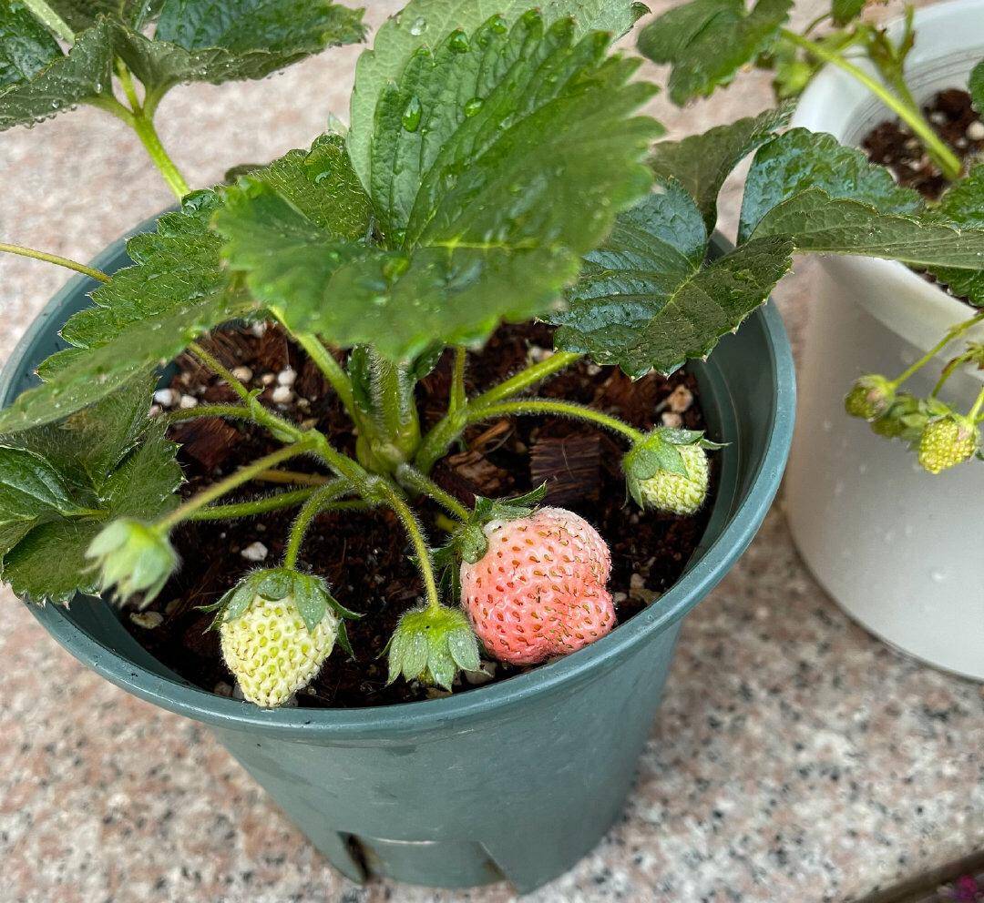 阳台露台花园里种草莓,要牢记3点,成功吃到果子,更甜更多更大