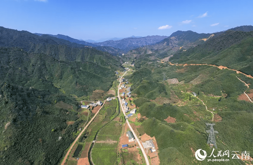 满目青山变"金山"!【人民网】头条点赞云南大关筇竹产业发展"节节高"