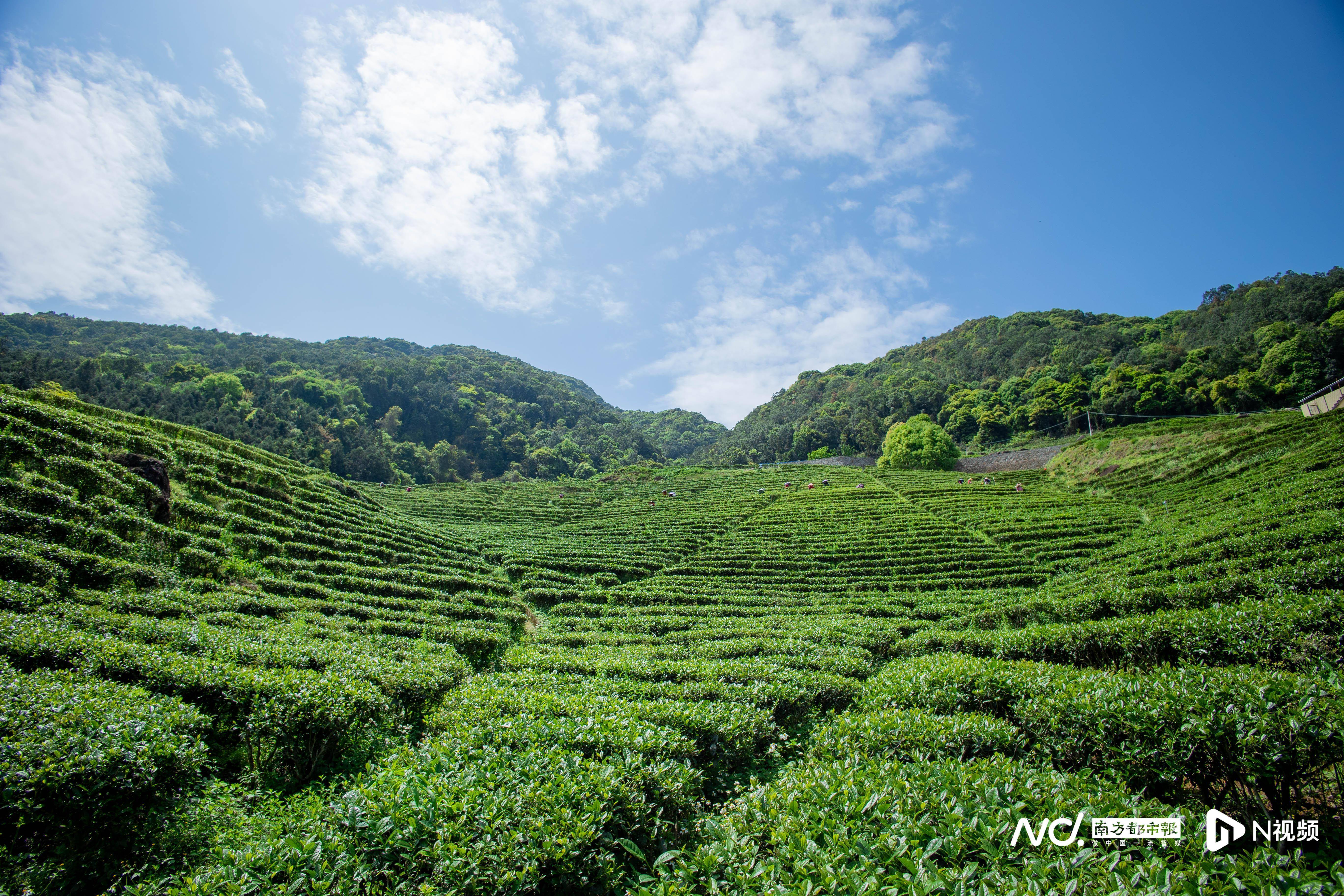 一片树叶的生意经:紫金蝉茶美丽蝶变,蜜香万家实至"茗"归_茶叶_种植