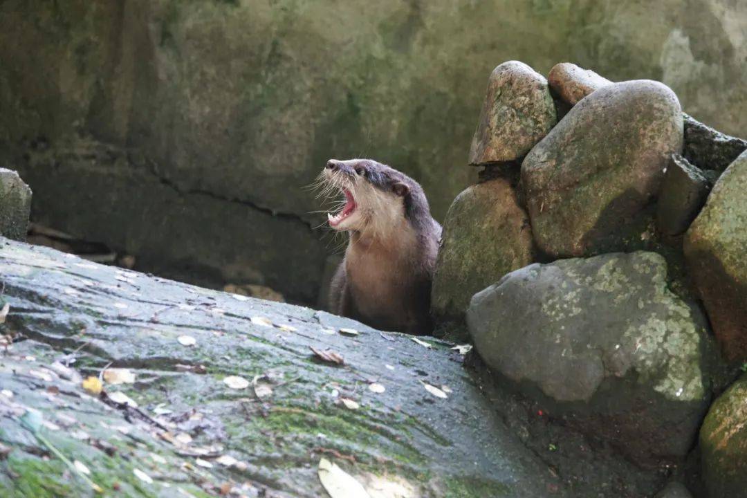 【世界水獭日】嘤嘤怪和摸鱼能手,獭的世界很有趣