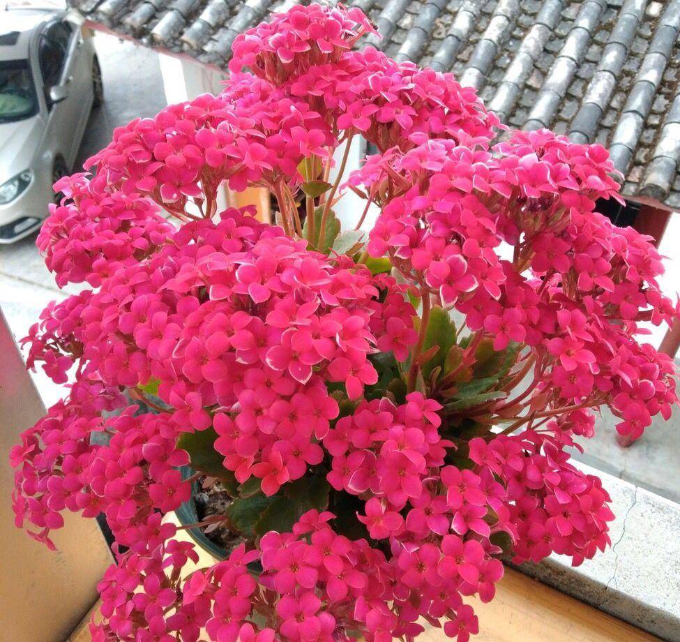 夏季养长寿花"这样做",苗壮实,一棵变20棵,花大色艳开成团