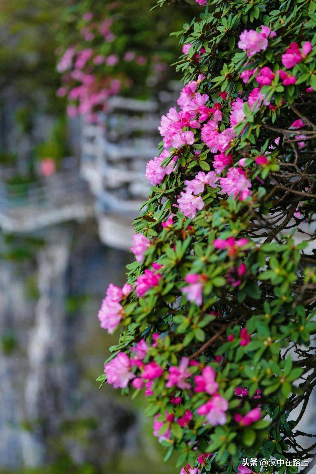 汉中龙头山杜鹃花图片