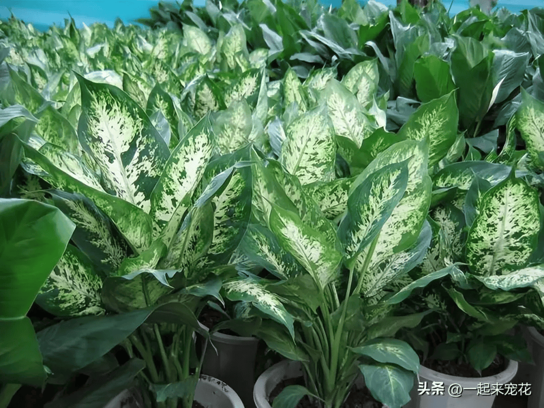 2,万年青月季花的花色鲜艳,这种花卉的品种丰富,谁见了都会夸好看的