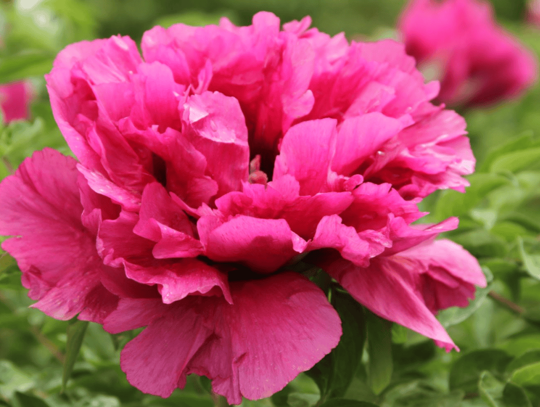 北京春季花展_花卉_月季_种植