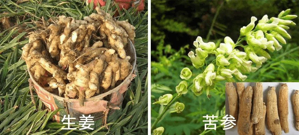 头发越洗越多,秃了的顶又重新回来了!