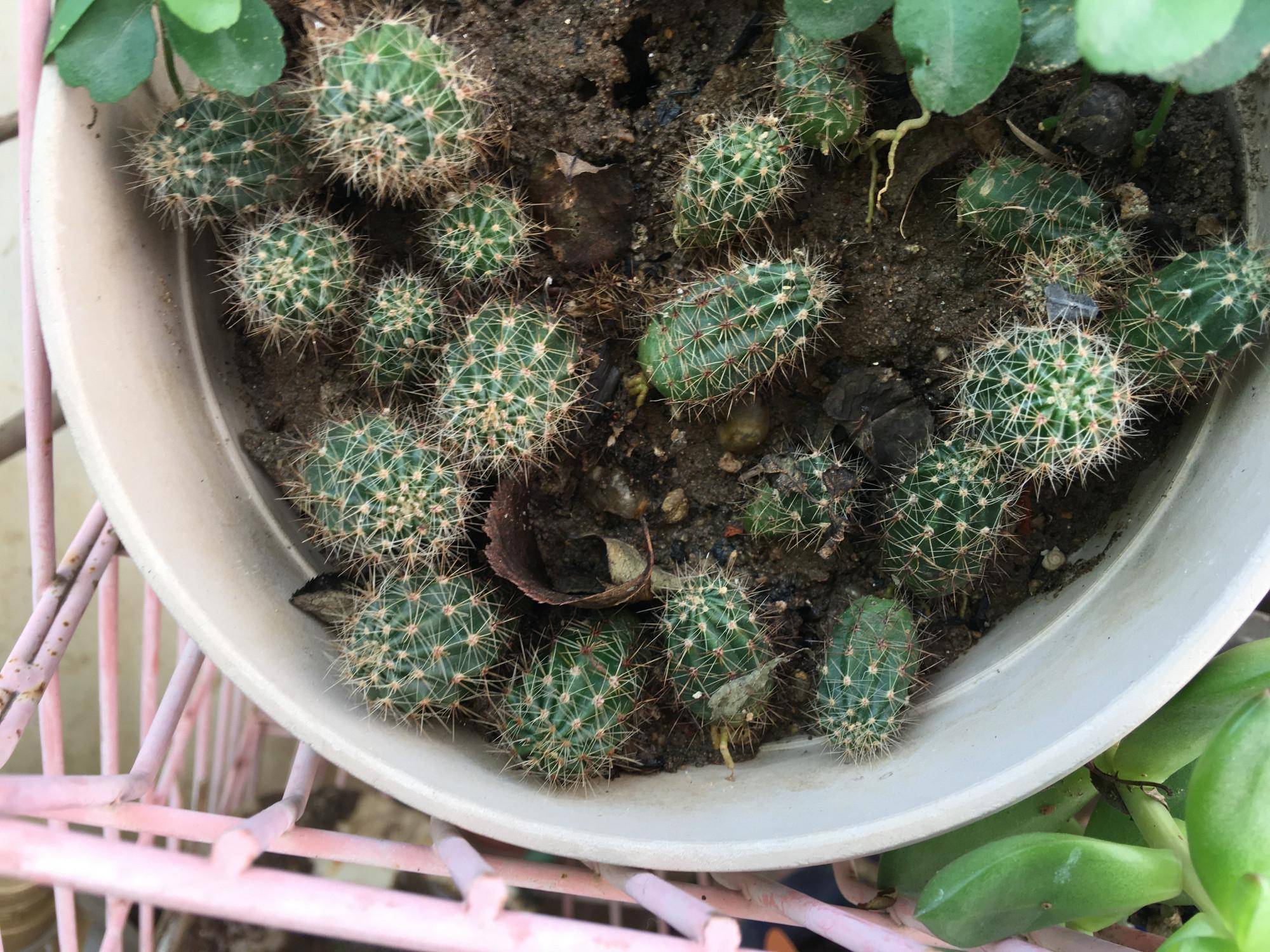 养好仙人球,"三样"不能少,长成小胖子,花儿群开