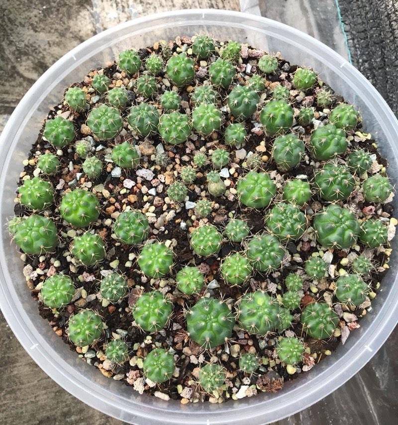 养好仙人球,"三样"不能少,长成小胖子,花儿群开