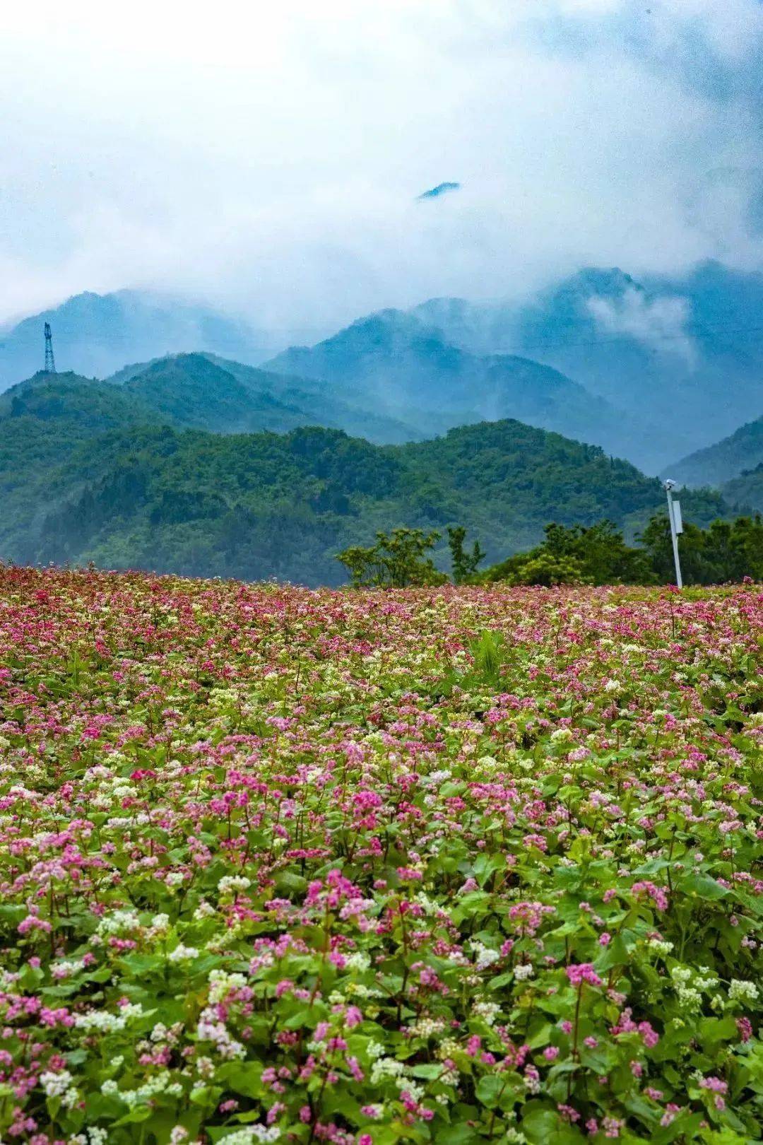 荞麦花海