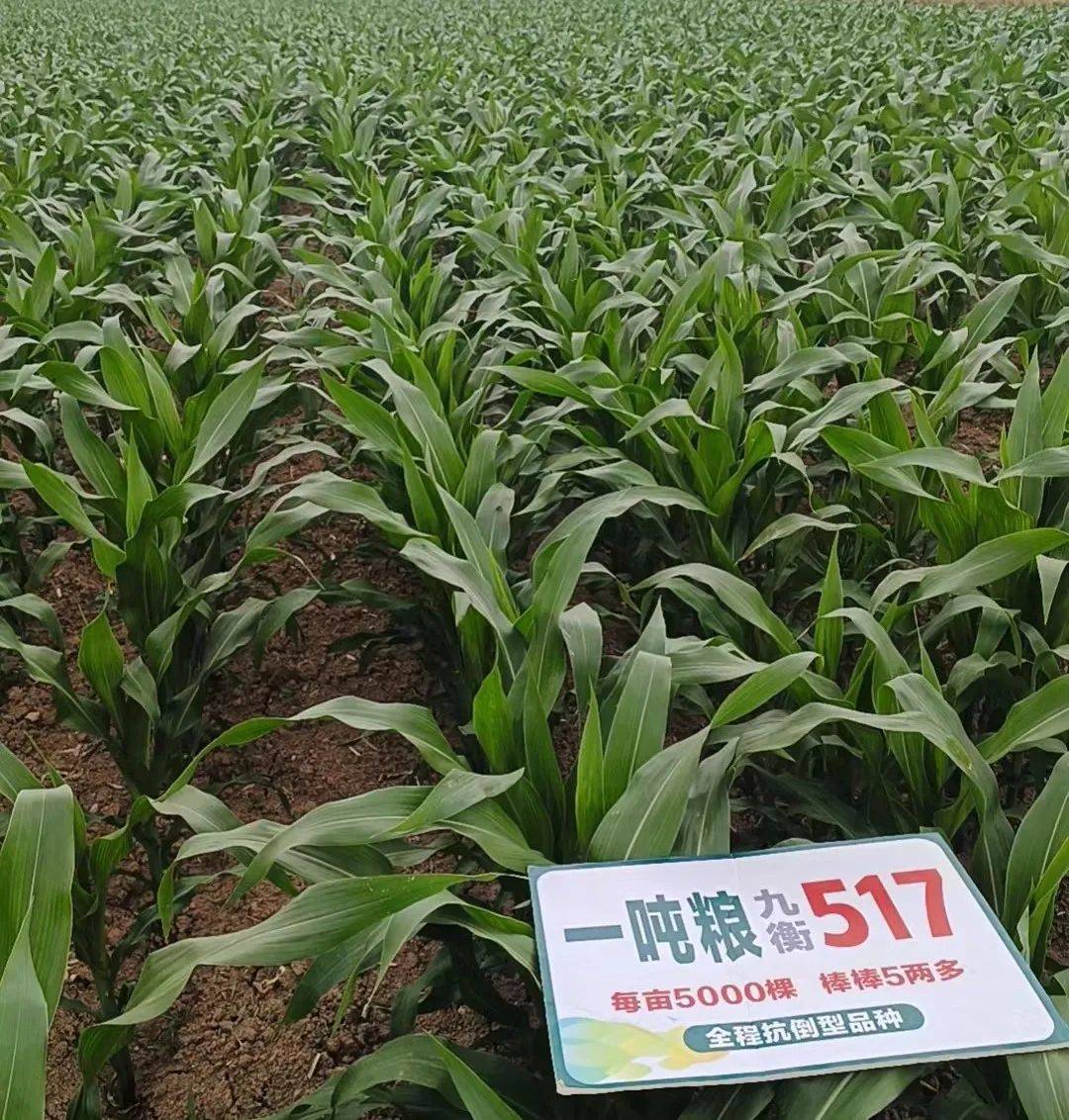 种业商务网"抖快看全程发力"黄金粮my73","九衡517"玉米大单品流量