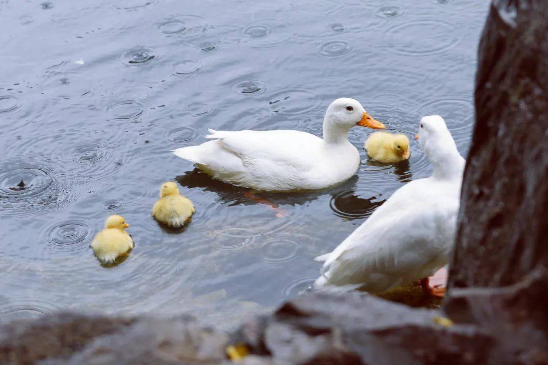 【今日龙庄】白鸭"护卫队"