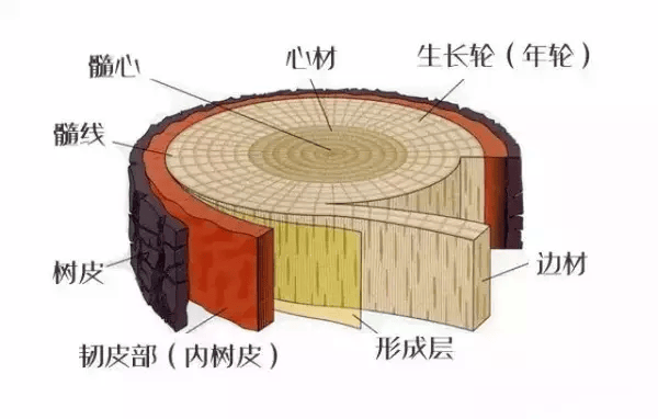 不懂点木头常识,怎么买红木家具?_木材_材质_边材