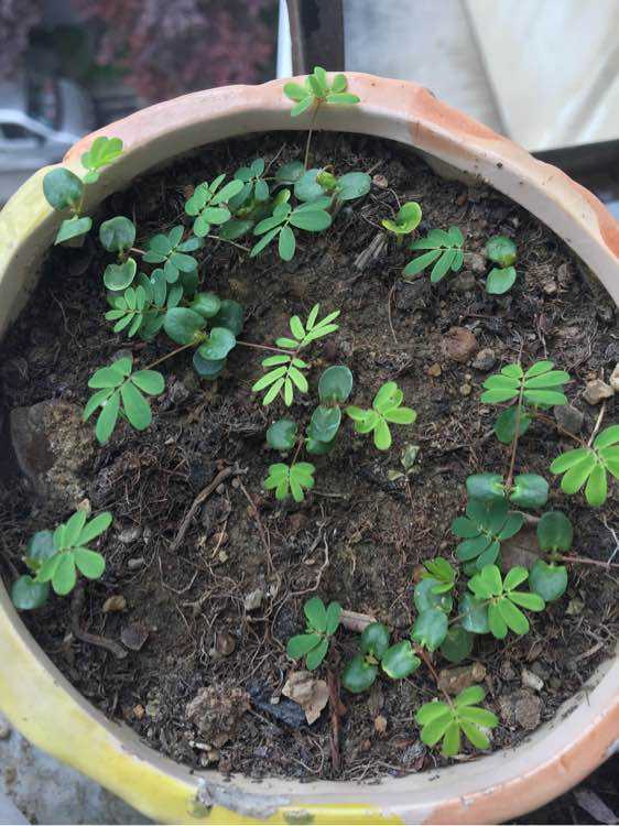 养含羞草,用1个简单的种植方法,不花钱就能种10盆,盆盆长势好