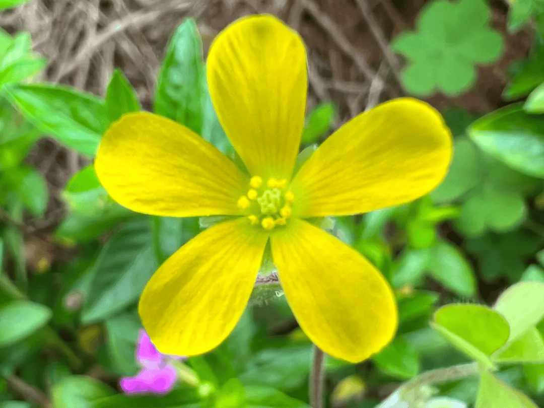 "酢浆草"的"酢"怎么读?