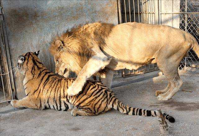 泉州公狮子爱上母老虎,和老虎生下狮虎兽,结果被狗妈妈收养
