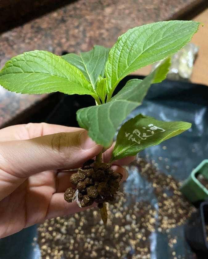 秋天刚好可以扦插绣球花,记住两个技巧,存活很多棵,明年就有花