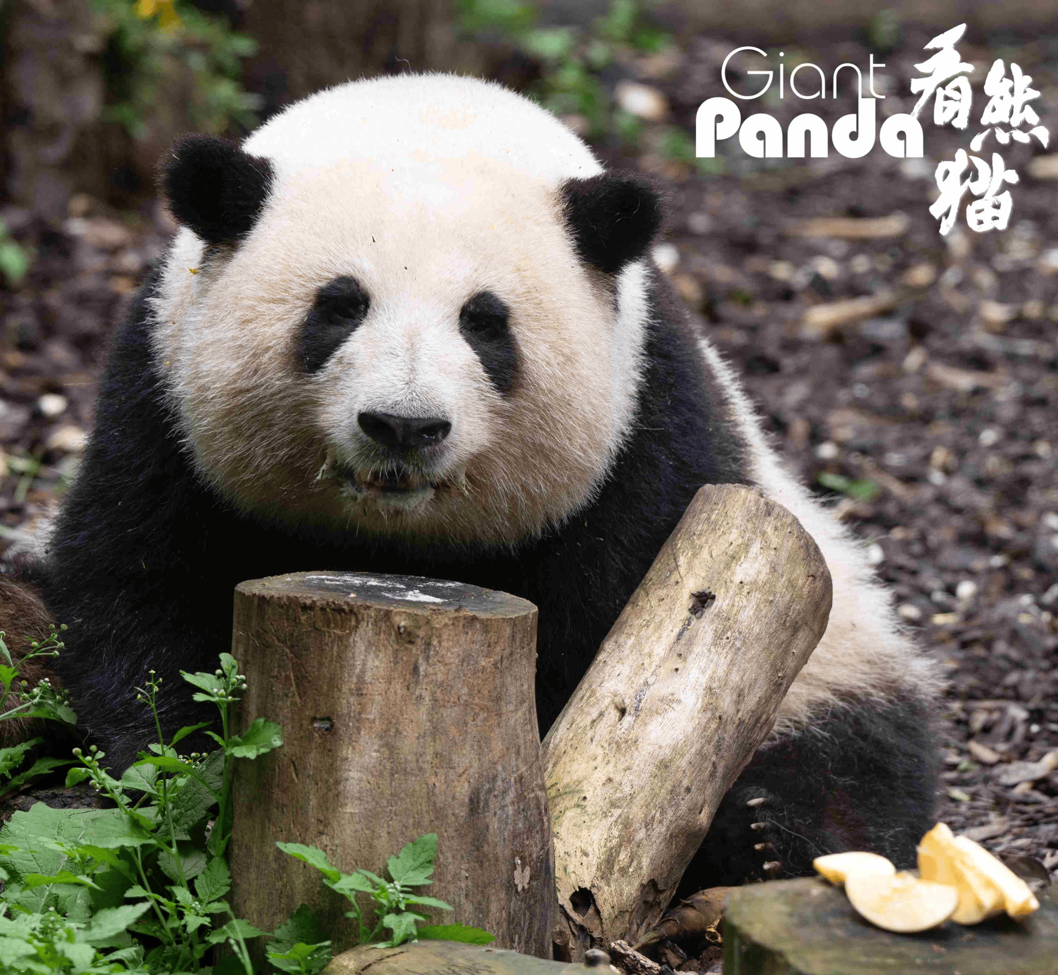 你不知道的冷知识|大熊猫的加餐仪式感