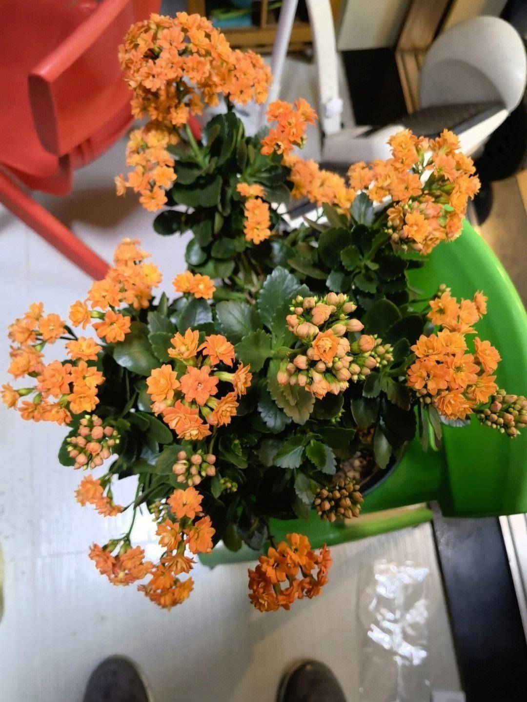 养长寿花,做"2点",开花成球,花团锦簇特别漂亮,花期老长了