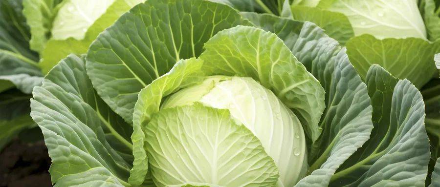 这种菜是公认的"抗癌明星",但这两类人要少吃……_蔬菜_风险降低_来源