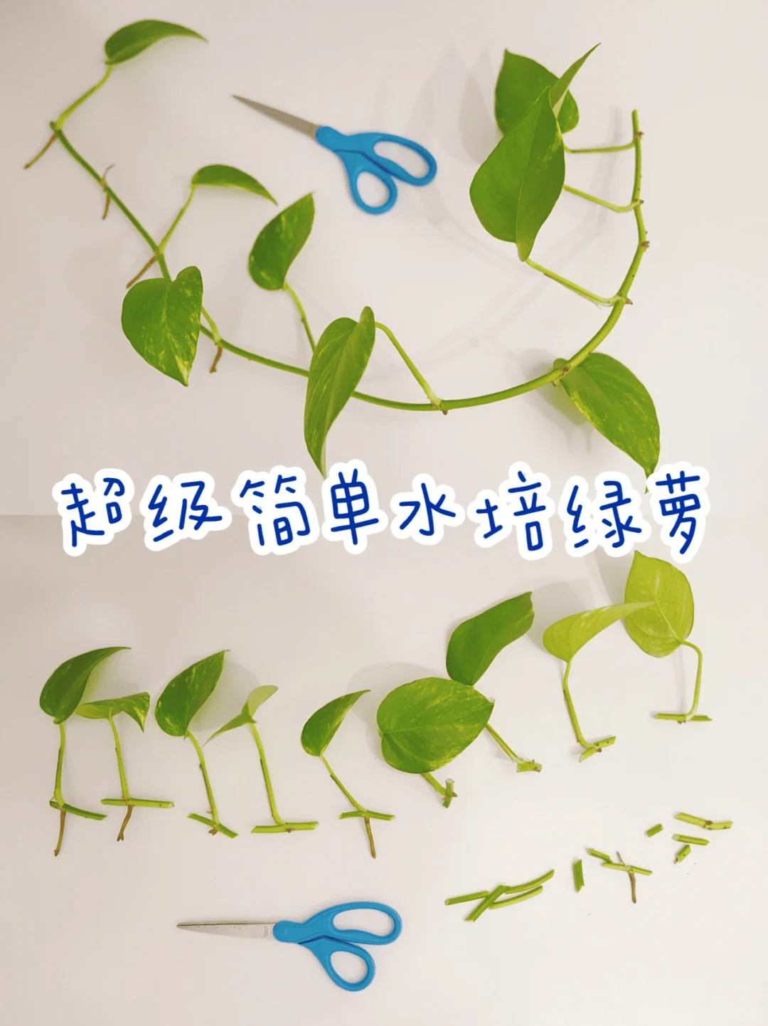 然后就可以找个喜欢的容器水培啦,这样成活率最高,一年四季皆可进行.