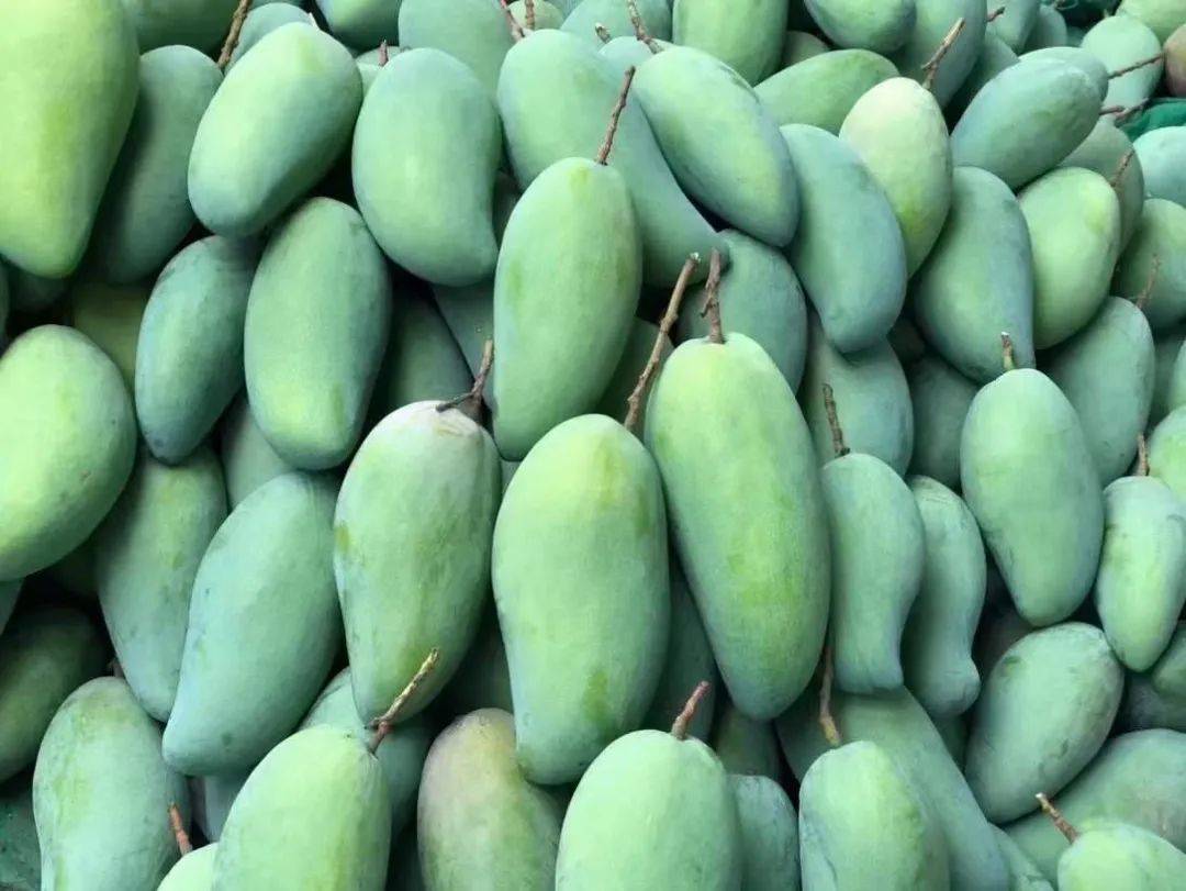 【预告】攀枝花芒果亮相央视!今晚19:30锁定cctv-2