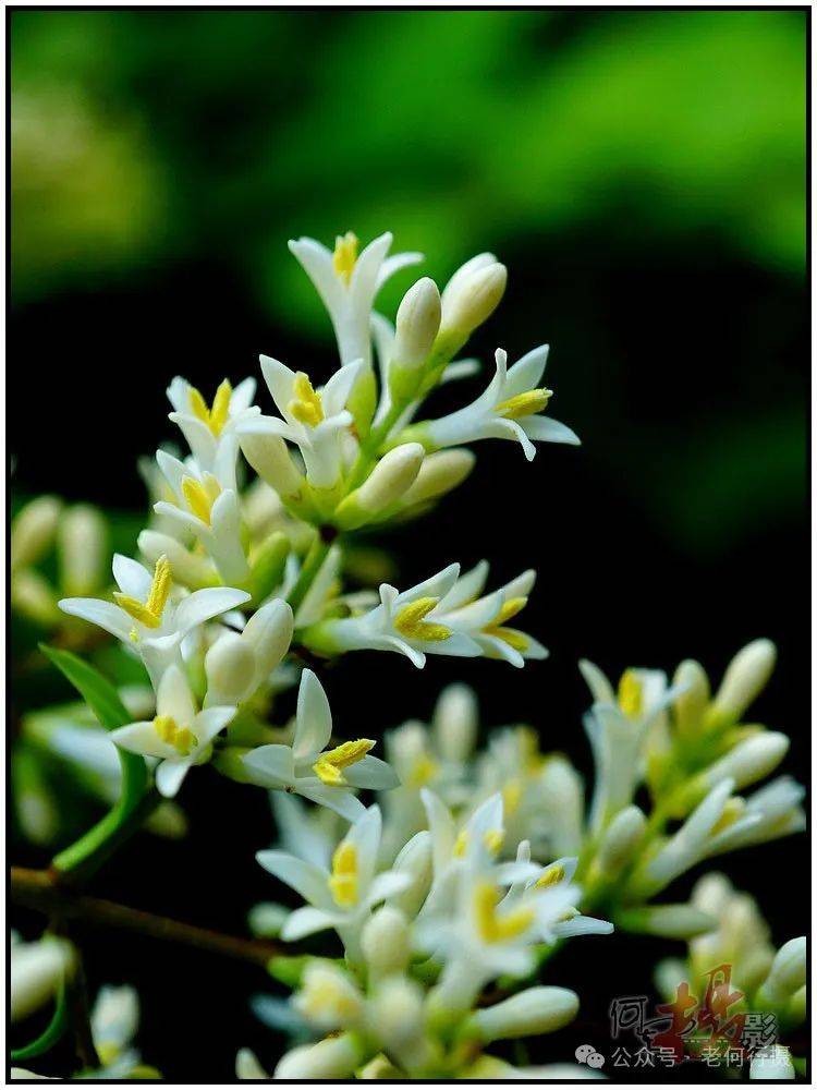金叶女贞花语:永恒的爱.摄 影:何 军图片说话:记录所在,分享所见.