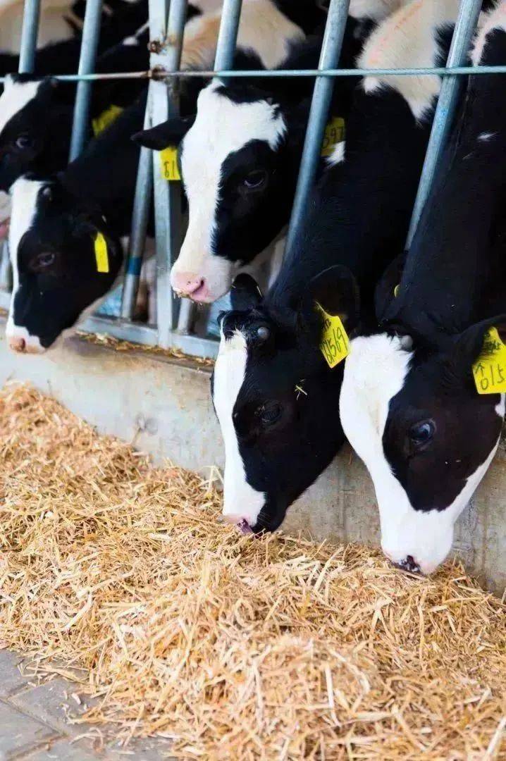 到萌牛乐园,与小奶牛亲密互动,与飞机零接触.