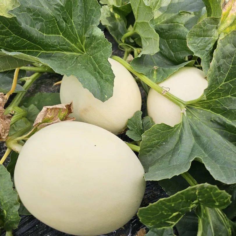 【仓·讯】夏日之"甜","瓜"香新仓再获大奖_新仓镇_西瓜_平湖