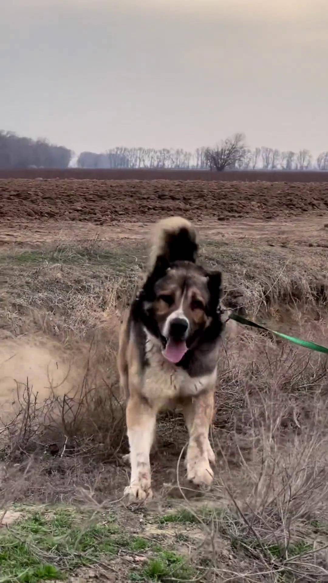 阿拉拜咬狼犬图片