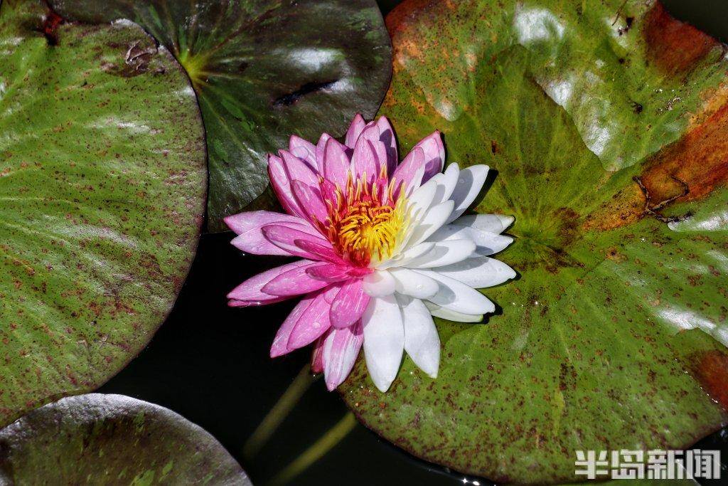 稀罕景,快来看!三品种睡莲罕见嵌色花朵同时开放