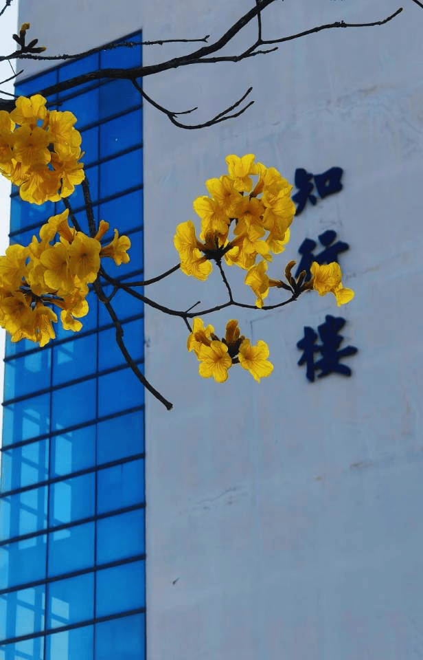  镜遇云农,美润芳华>热带作物学院赵心怡 日向晚,声声慢>热带作物学院